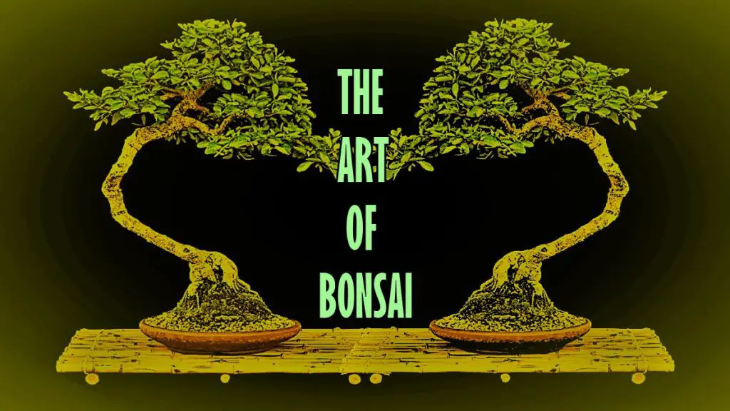 Art of Bonsai Tree