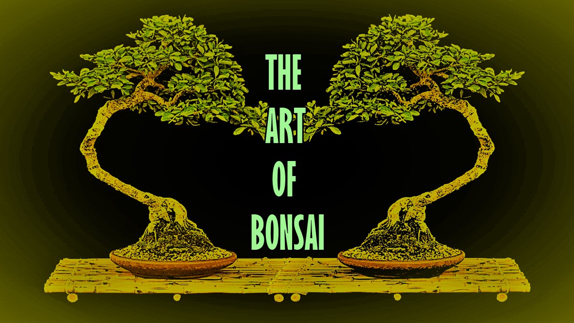 Art of Bonsai Tree