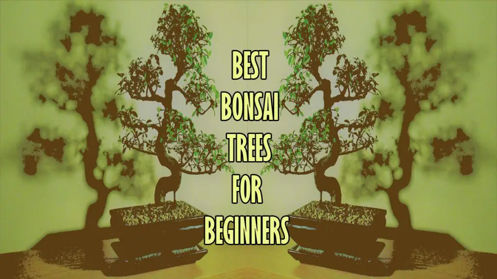 Best Bonsai Trees