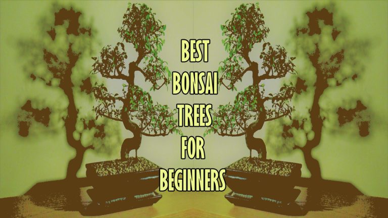 The Top 10 Best Bonsai Trees for Beginners