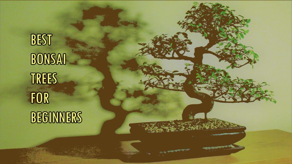 Best Bonsai Trees For Beginners