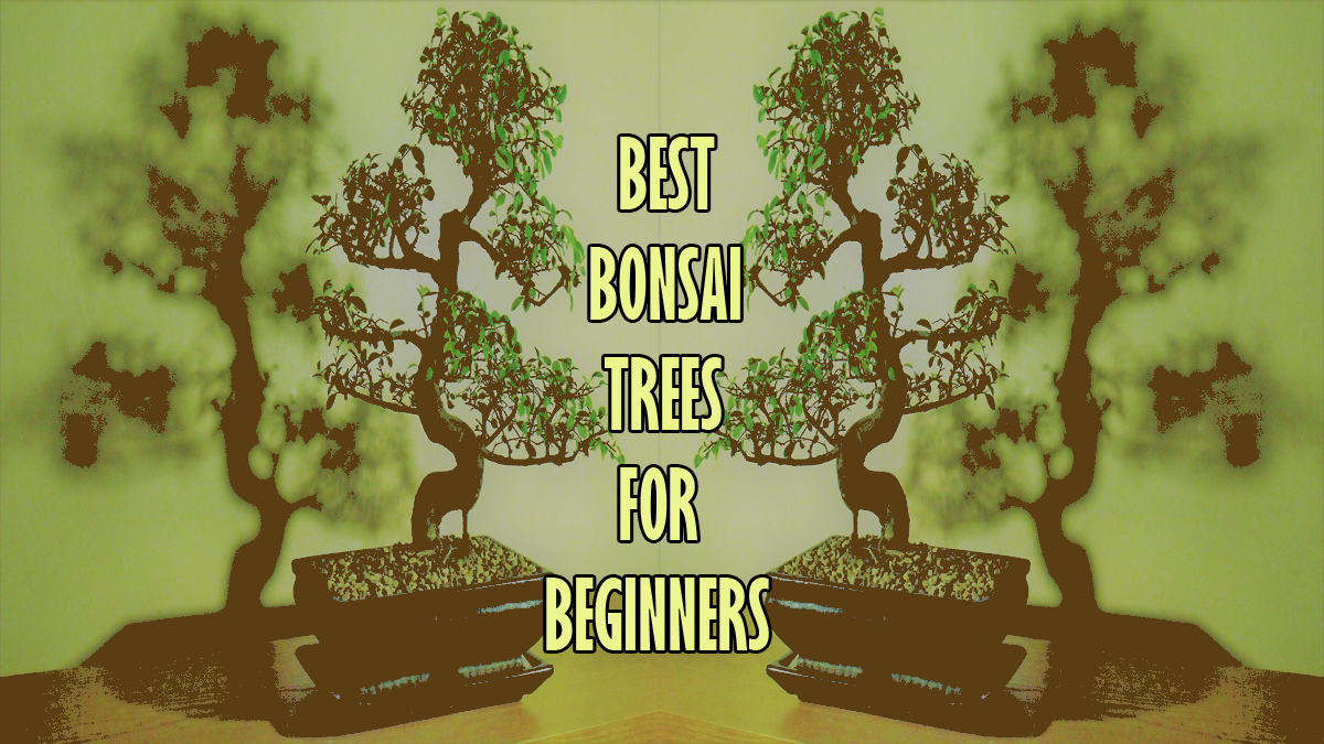 Best Bonsai Trees