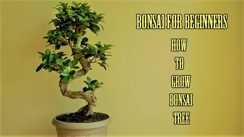 Bonsai for Beginners