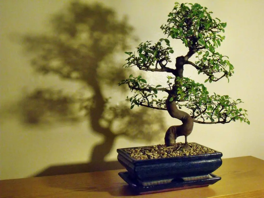 Chinese Elm (Ulmus parvifolia)