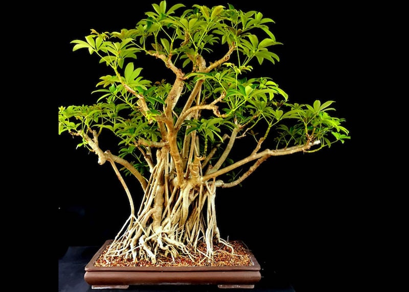 Dwarf Schefflera (Schefflera arboricola)