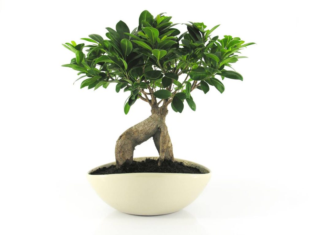 Ficus (Ficus retusa)