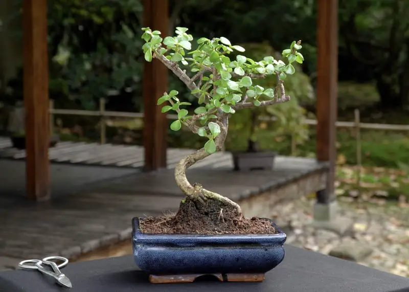 Jade (Crassula ovata)