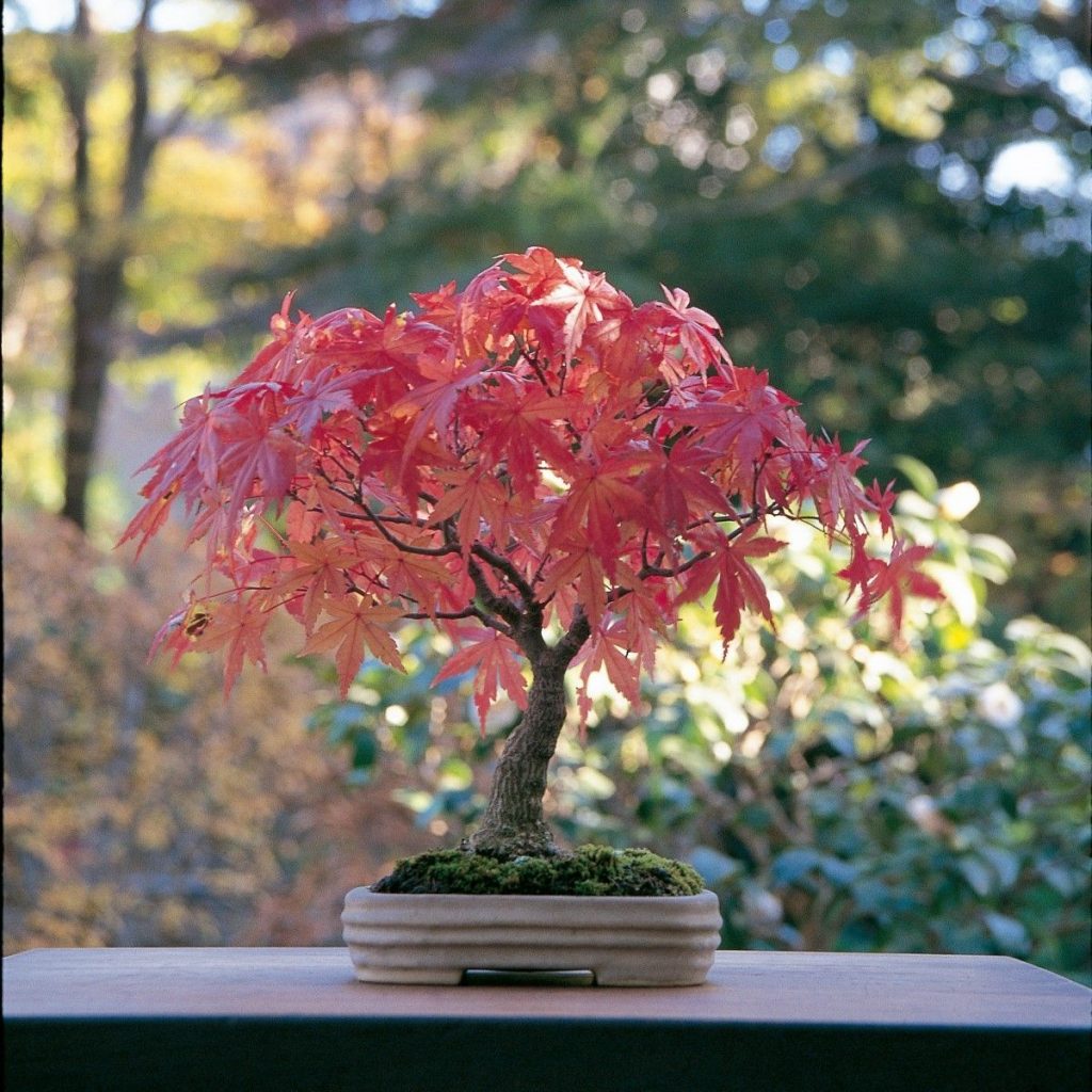 Japanese Maple (Acer palmatum)