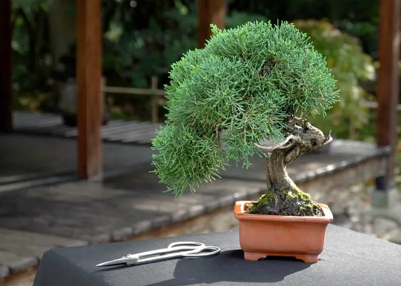 Juniper (Juniperus)