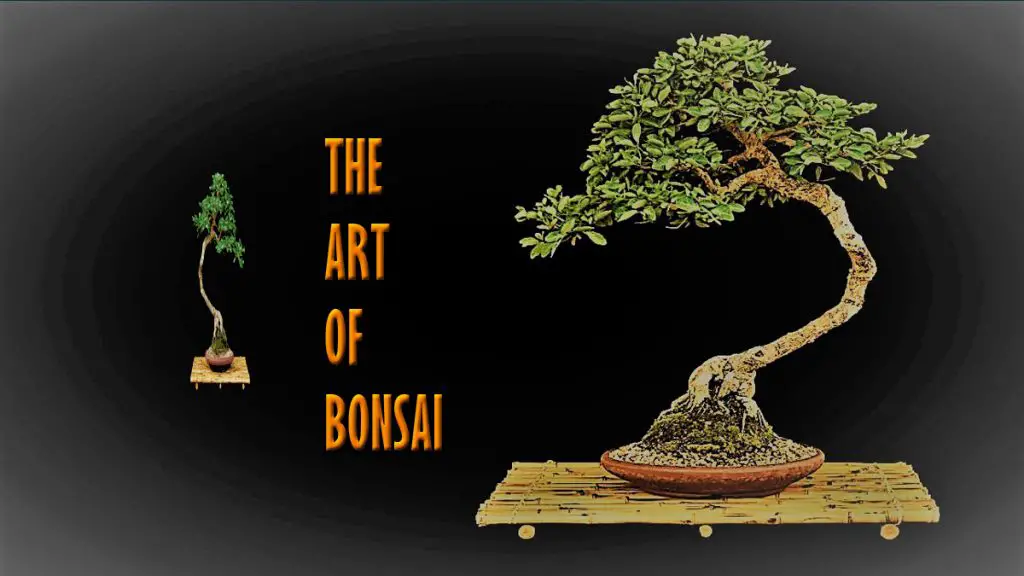 The Art of Bonsai