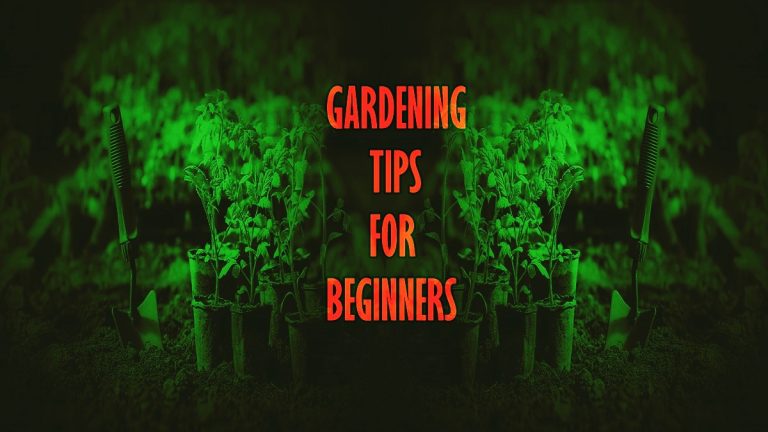 Best Gardening Tips for Beginners: Cultivate Your Green Thumb
