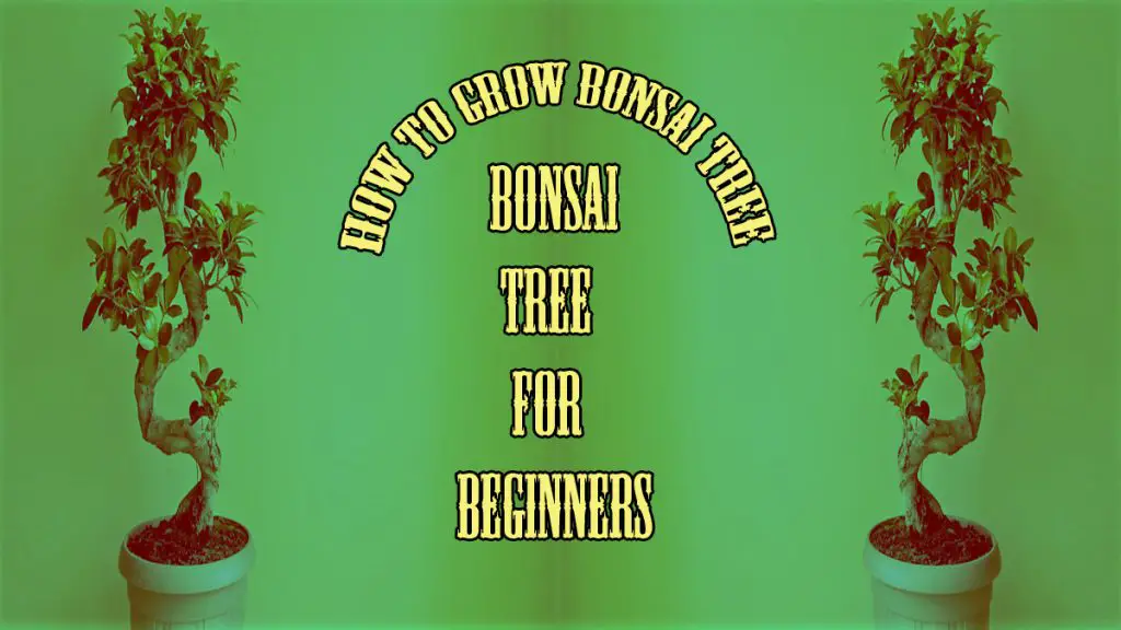 how to grow bonsai trees