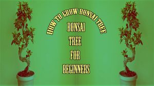 how to grow bonsai trees