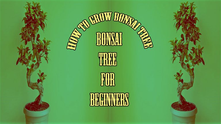 Bonsai For Beginners: How To Grow Bonsai Tree