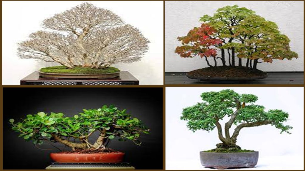 multiple trunk oriented bonsai trees