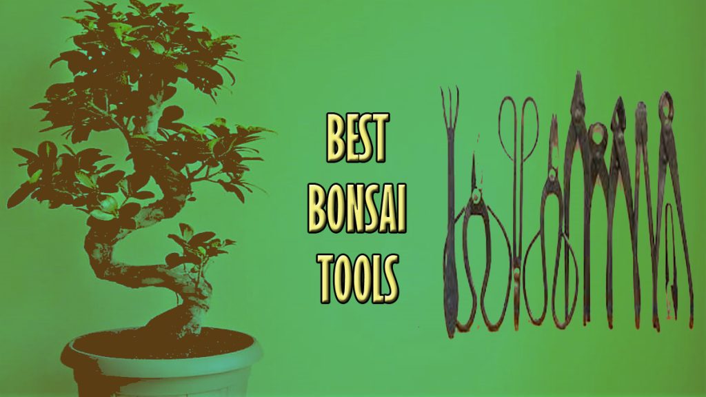 Best Bonsai Tools