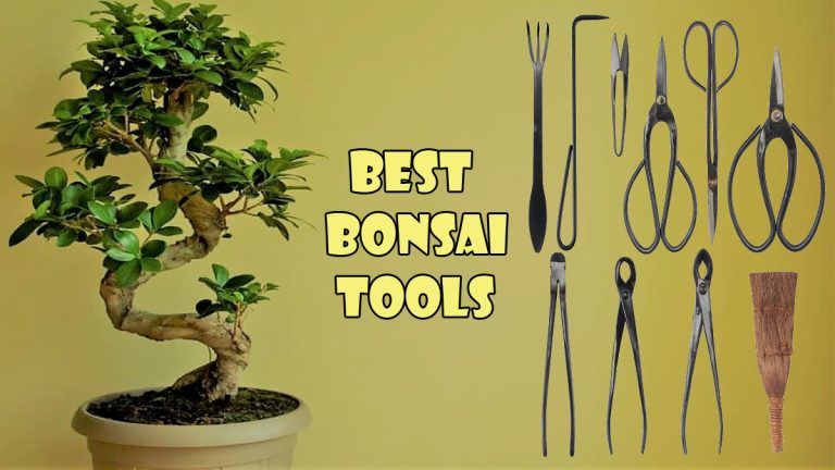 14 Best Bonsai Tools To Make A Proper Bonsai