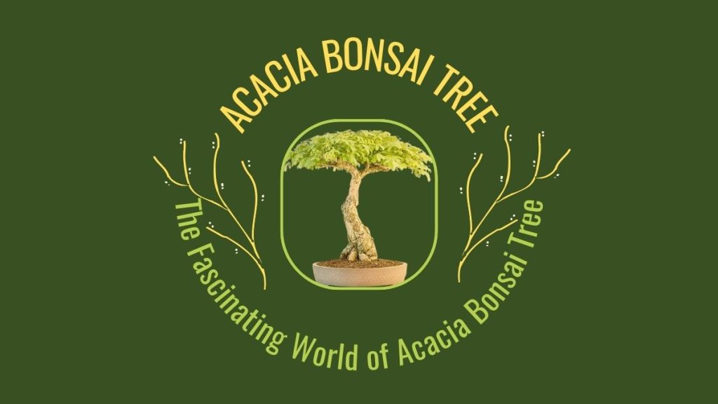 Acacia Bonsai Trees