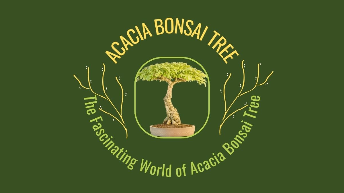 Acacia Bonsai Trees