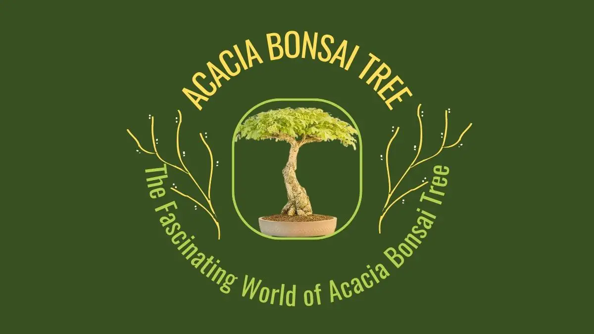 Acacia Bonsai Trees