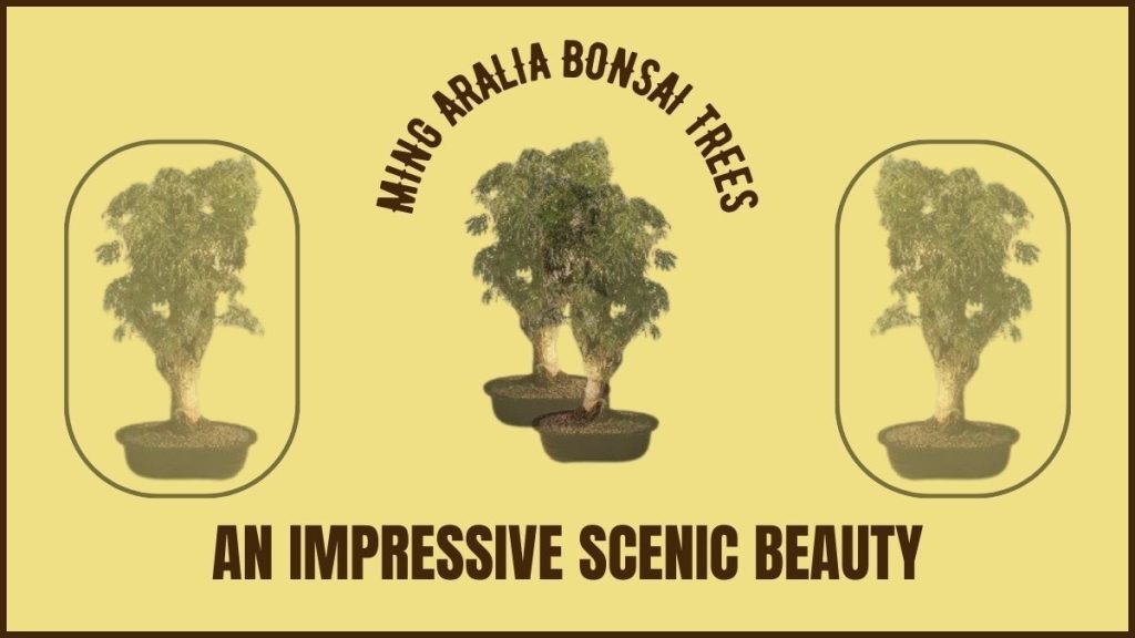 Ming Aralia Bonsai Trees