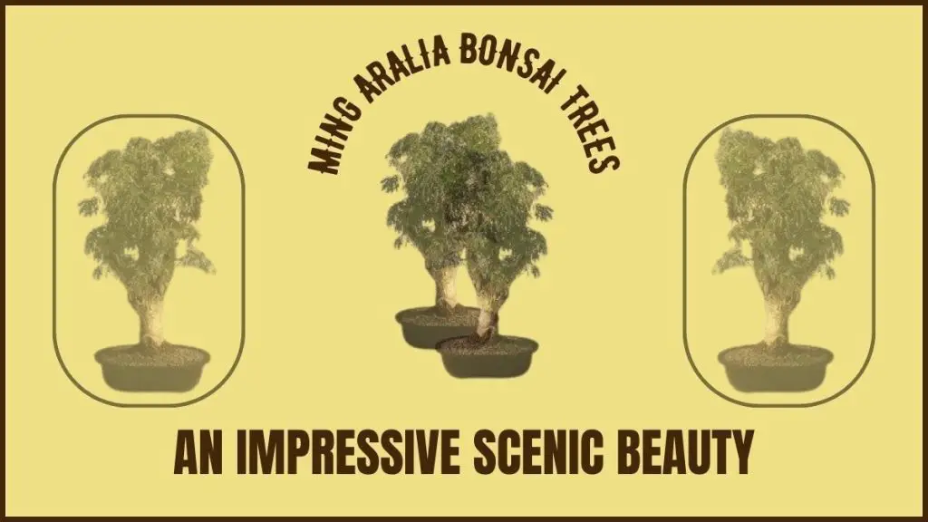 Ming Aralia Bonsai Trees