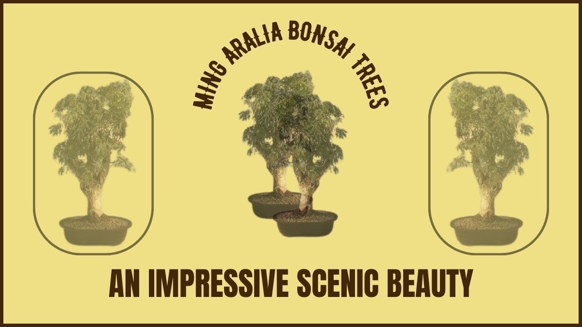 Ming Aralia Bonsai Trees: A Unique Addition to Your Garden - Dwell Gardens