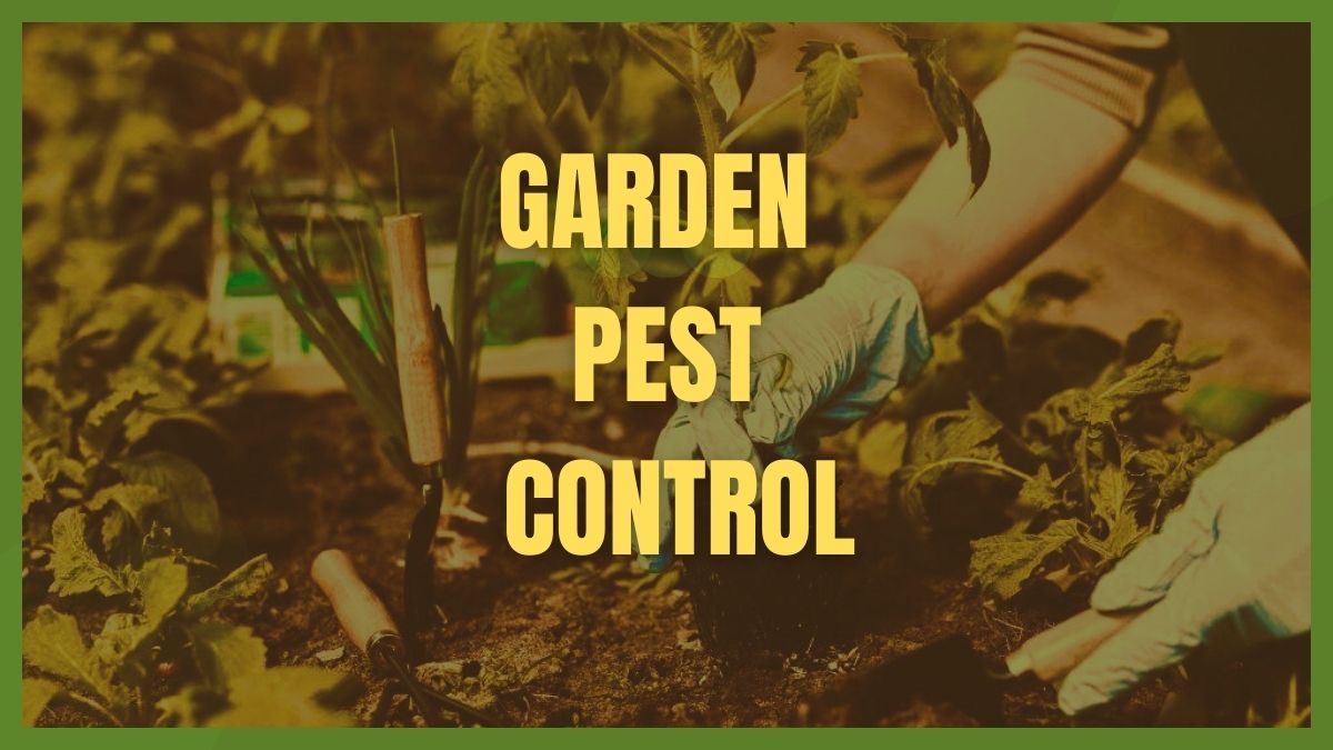garden pests control