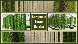 Aeroponic Tower Gardens