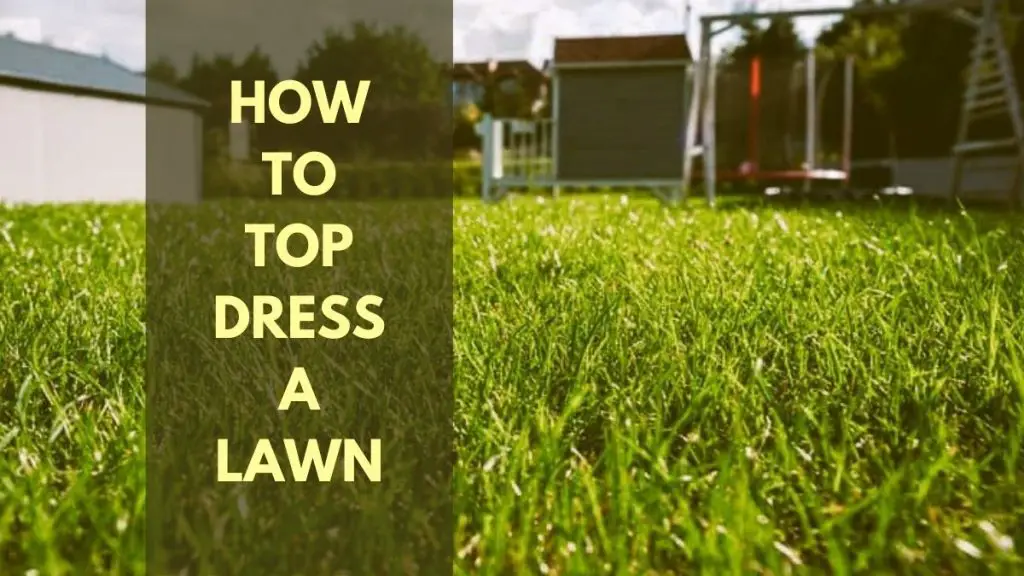 how to top dress a lawn