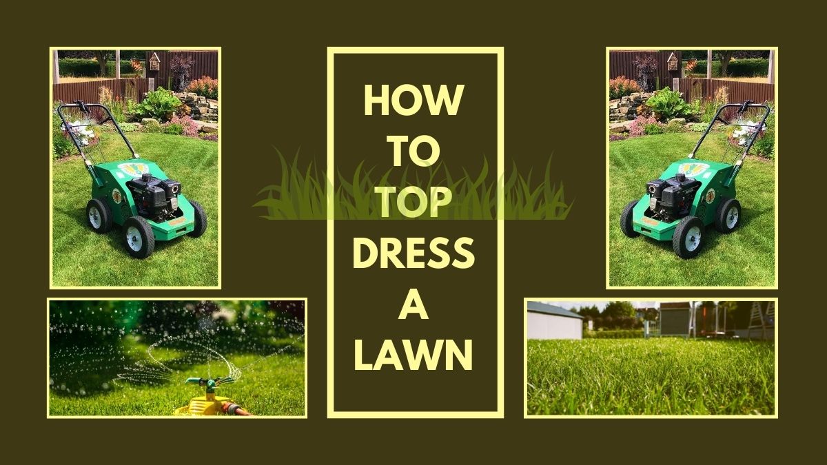 top dress a lawn