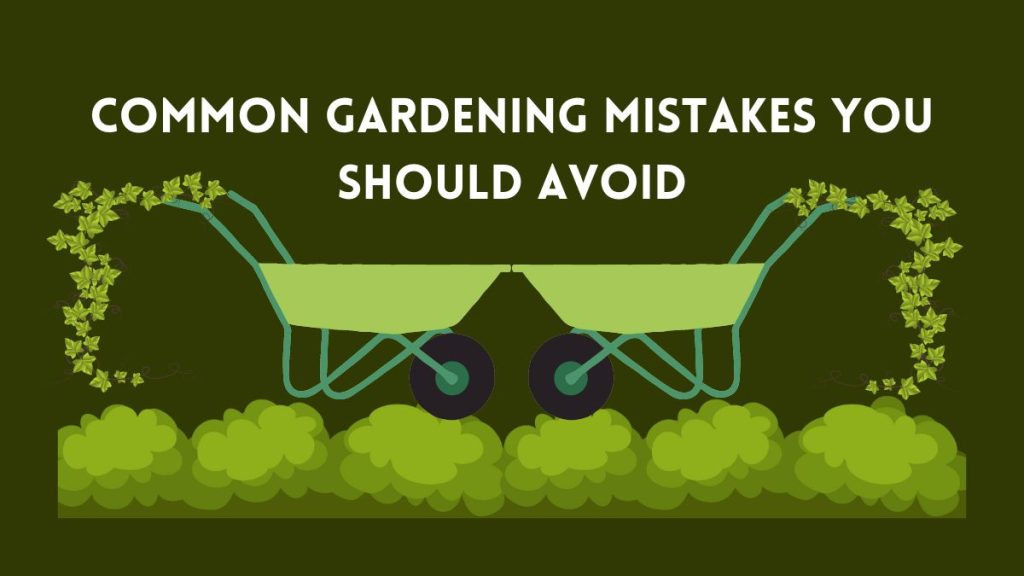 10 Common Gardening Mistakes You Should Avoid