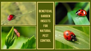 Beneficial Garden Insects