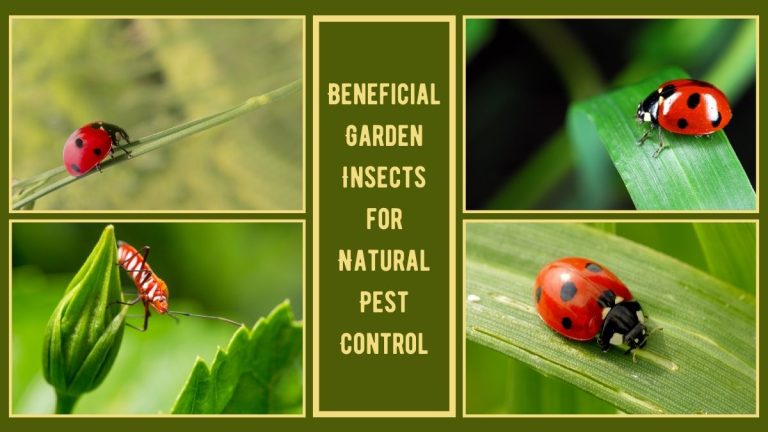 Beneficial Garden Insects for Natural Pest Control – A Complete Guide
