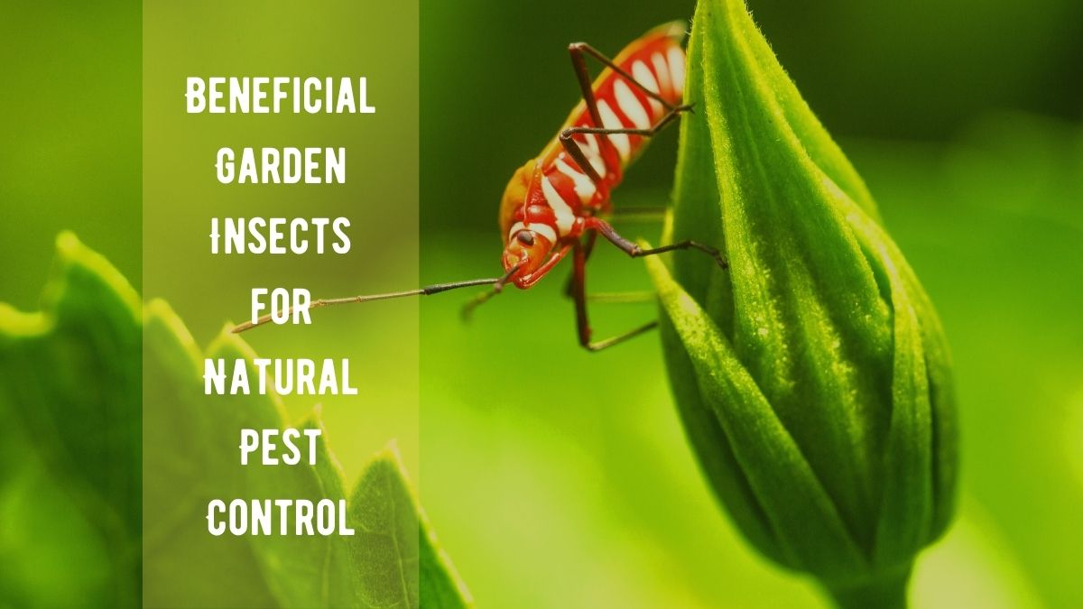 Beneficial Garden Insects for Natural Pest Control - Dwell Gardens