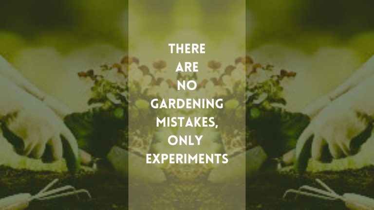 There are No Gardening Mistakes, Only Experiments: Grow Boldly!