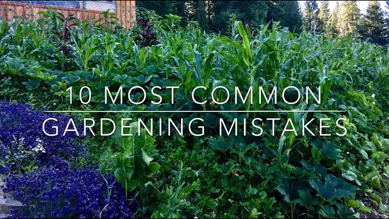 Top 10 Common Gardening Mistakes  