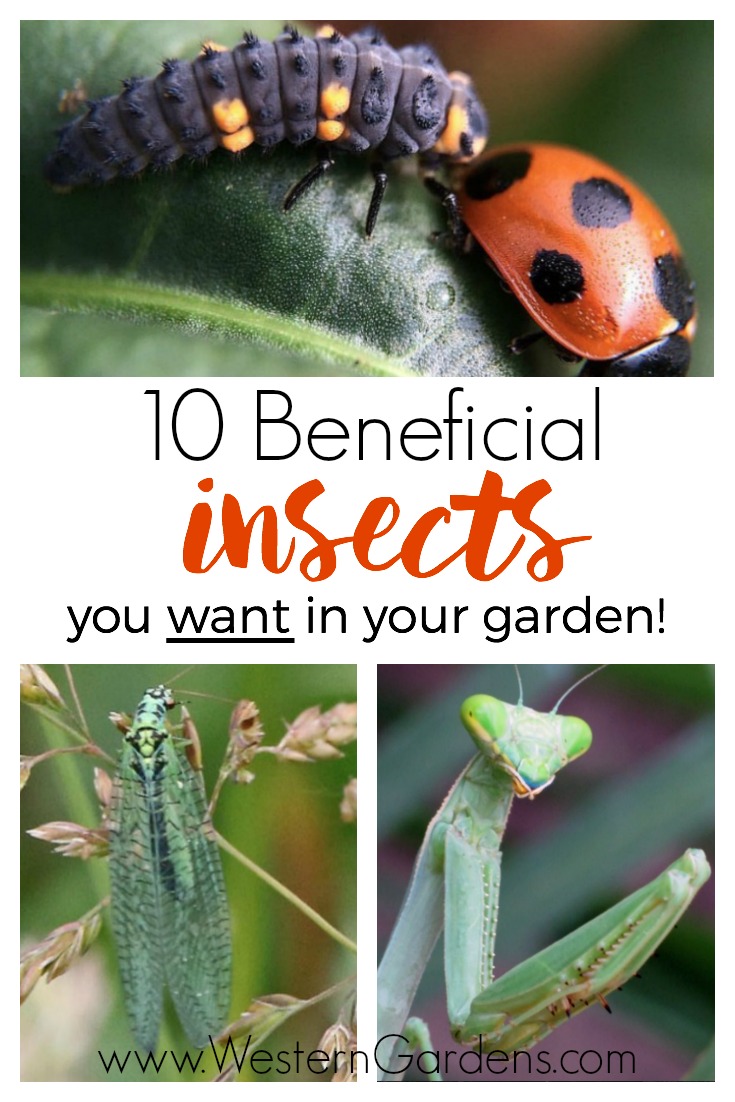 Beneficial Garden Insects  