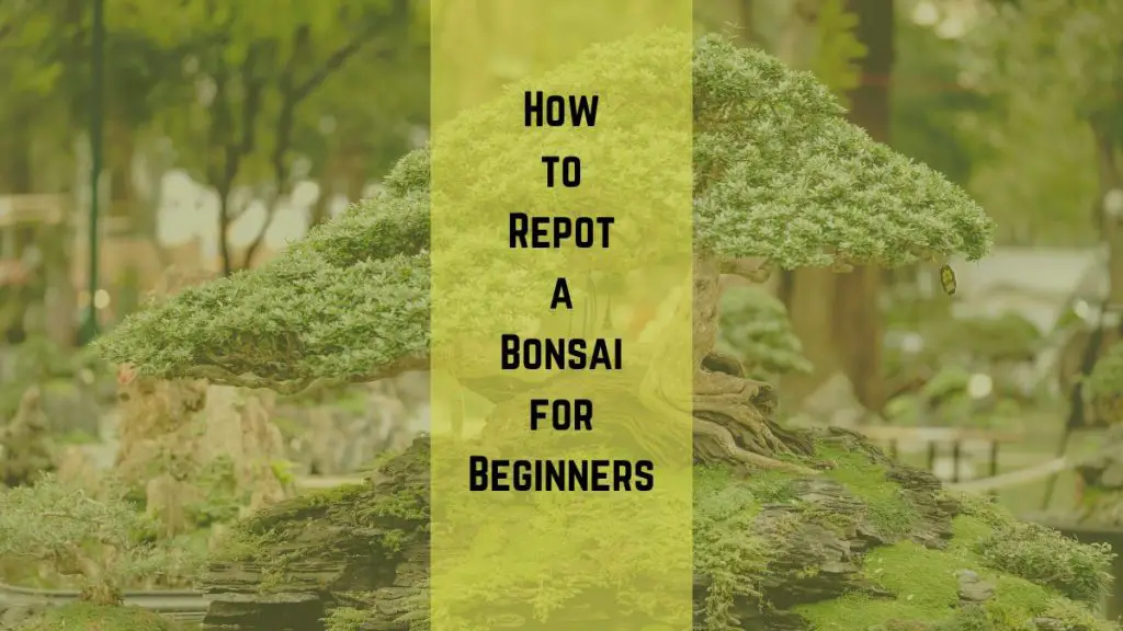 How to Repot a Bonsai