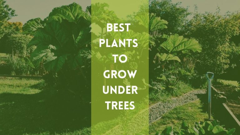 Best Plants to Grow Under Trees – A Complete Guide