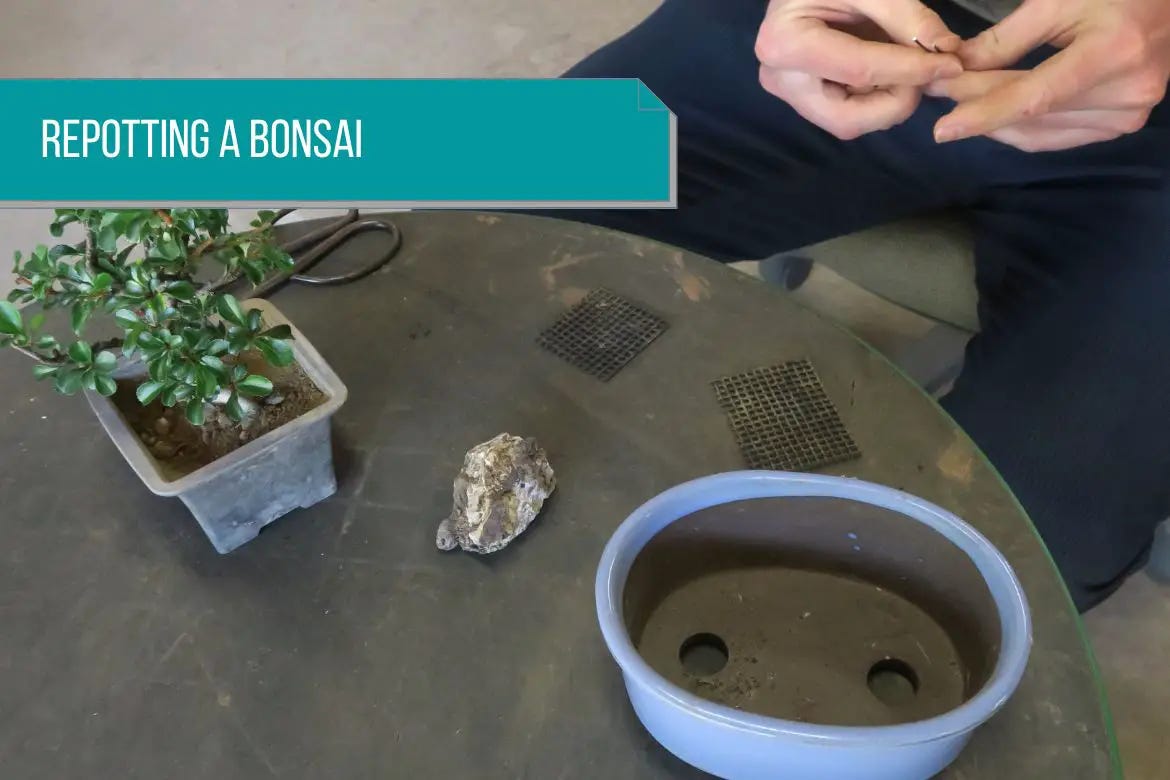 How to Repot a Bonsai for Beginners  
