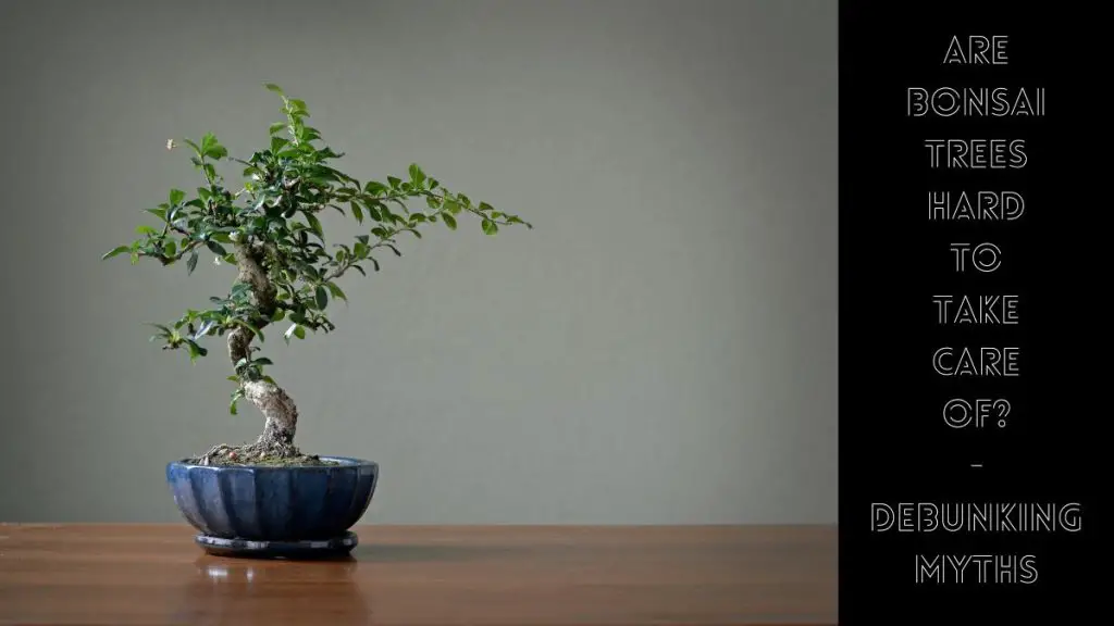 Are Bonsai Trees Hard to Take Care of