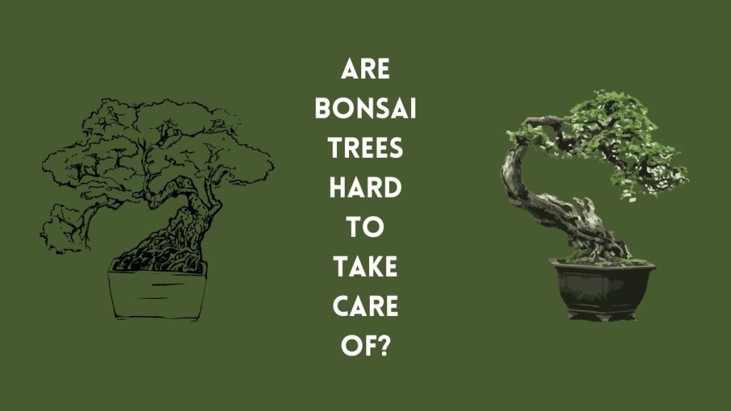 Bonsai Nurturing