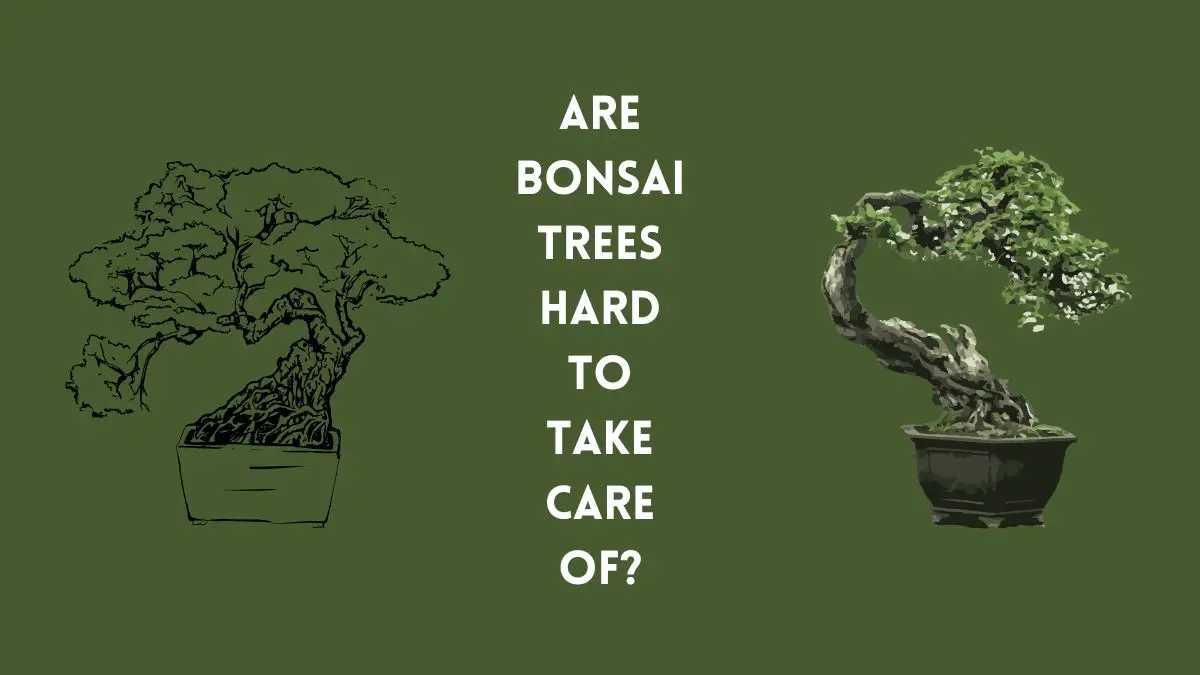 Bonsai Nurturing