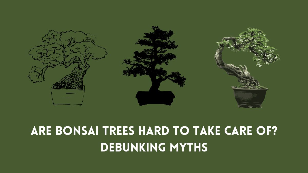 Are Bonsai Trees Hard to Take Care of? Debunking Myths - Dwell Gardens