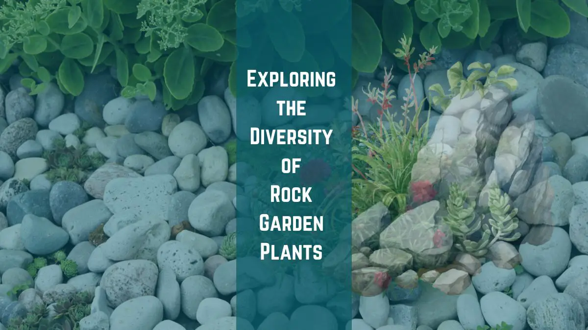 Versatility of Rock Garden Plants