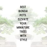 Best Bonsai Pot