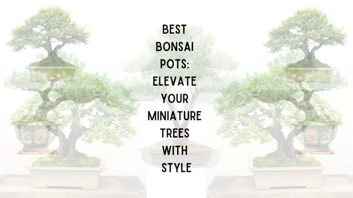 Best Bonsai Pot