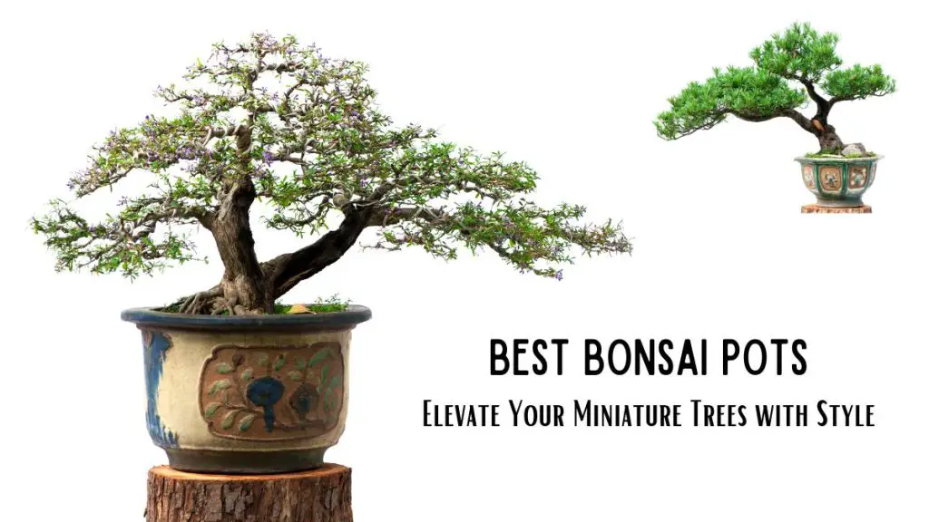 Best Bonsai Pots