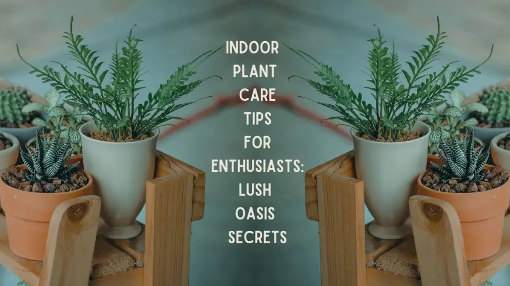 Indoor Plant Care